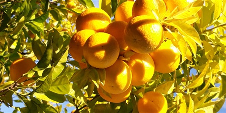 Powiększ grafikę: pomarańcze w ogrodach Alkazaru w Sewilli