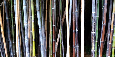 Powiększ grafikę: bambusowy las w Ogrodzie Botanicznym 